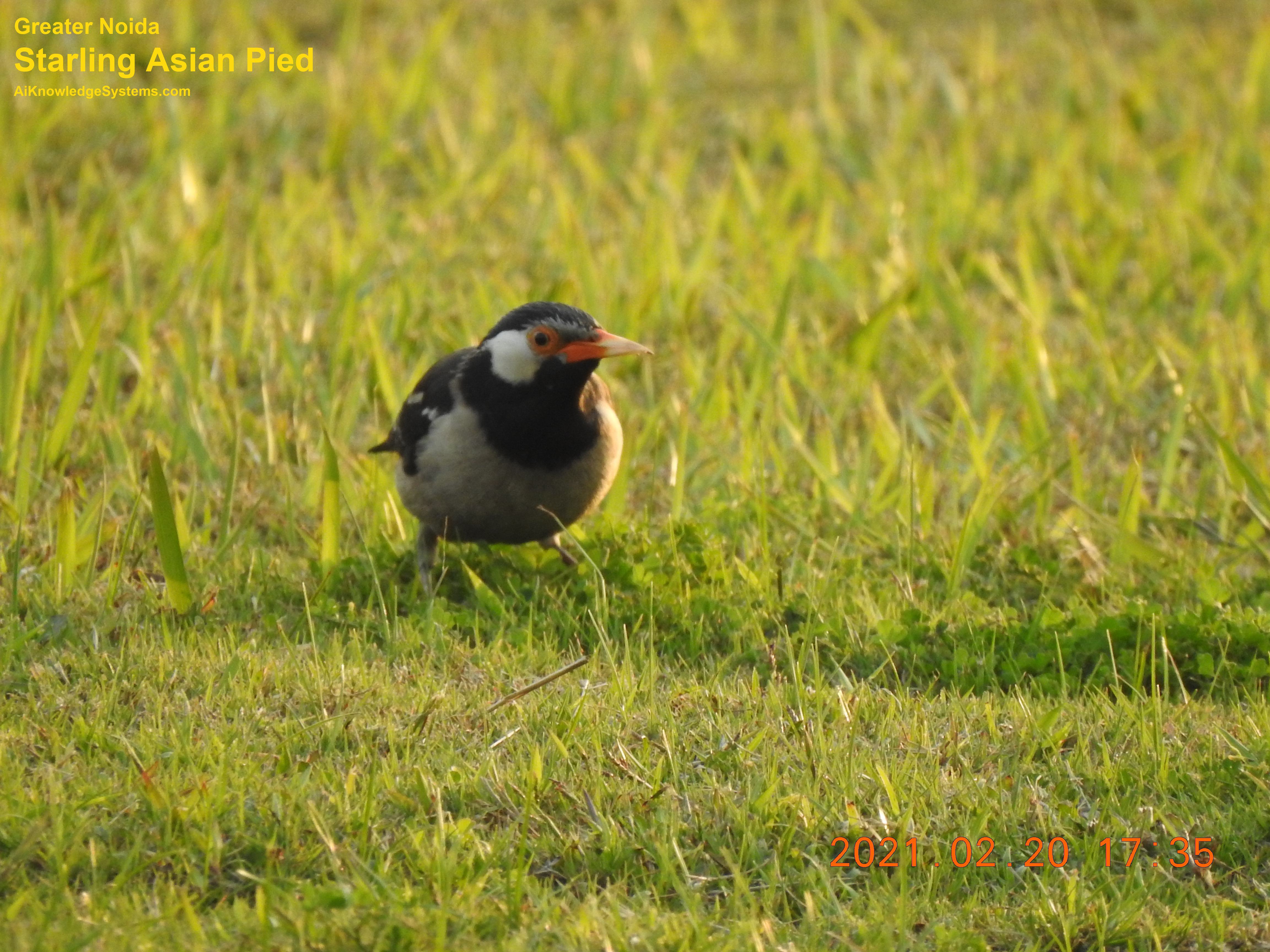 Starling Asian Pied (19) Coming Soon